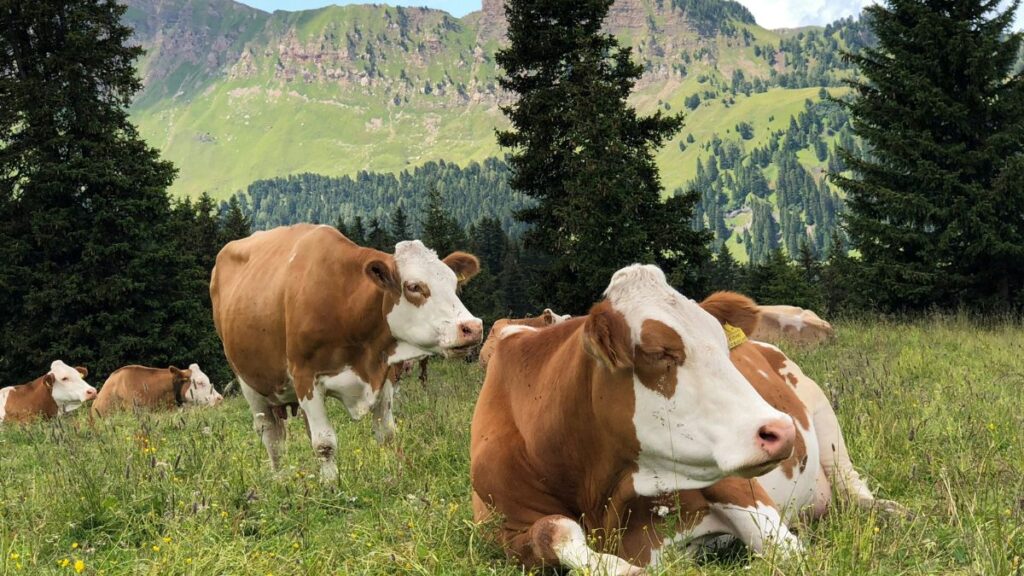 Livestock Farming