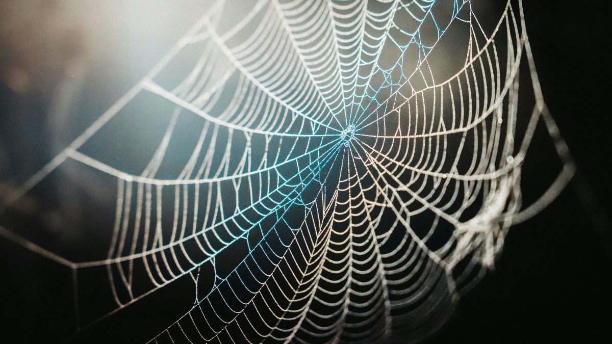 Spider Silk Fiber